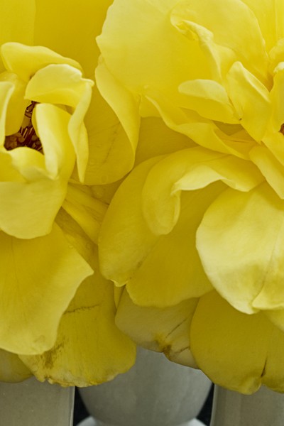 Yellow Rose