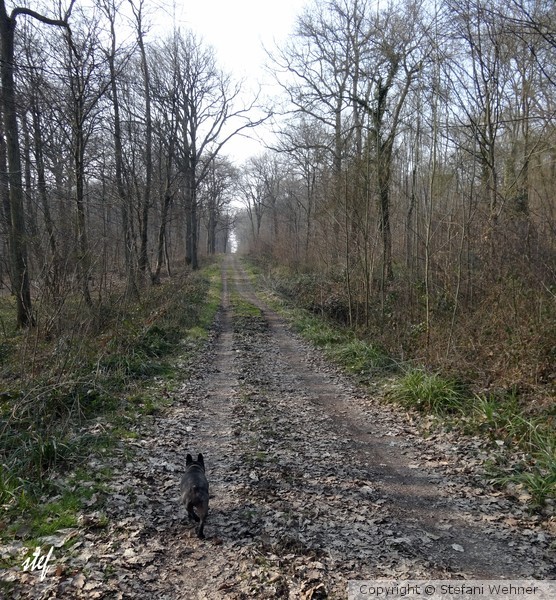 Extra's walk on the wild side