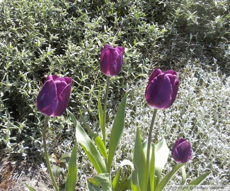 purple tulips