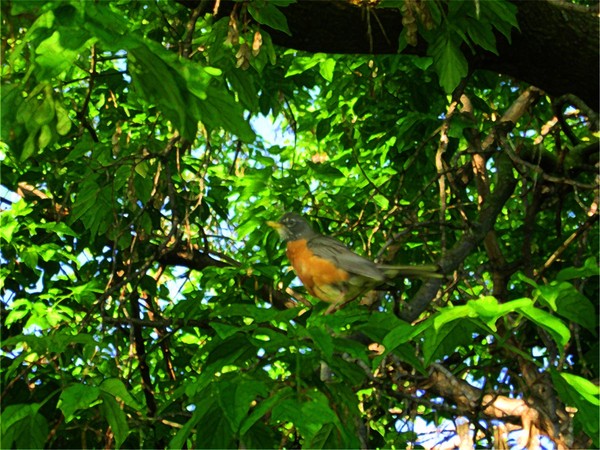 Robin