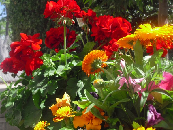 Birthday Flowers