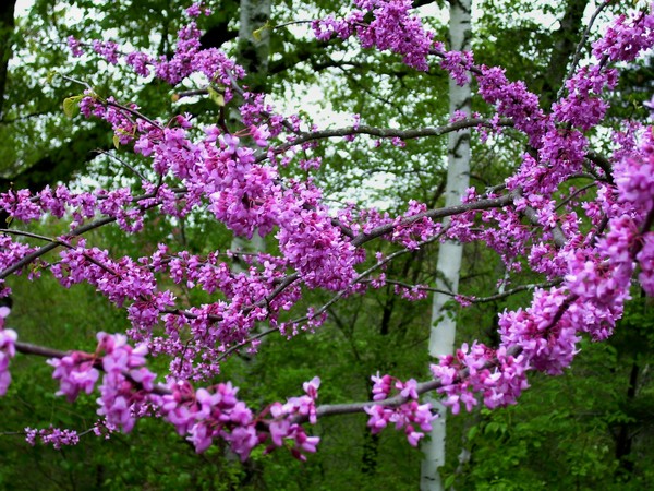 more of pink flowered tree