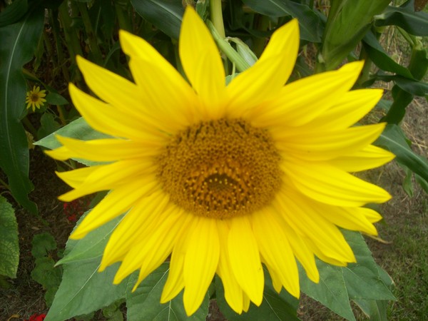 sunflower
