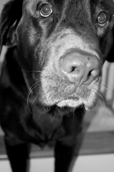 Cooper