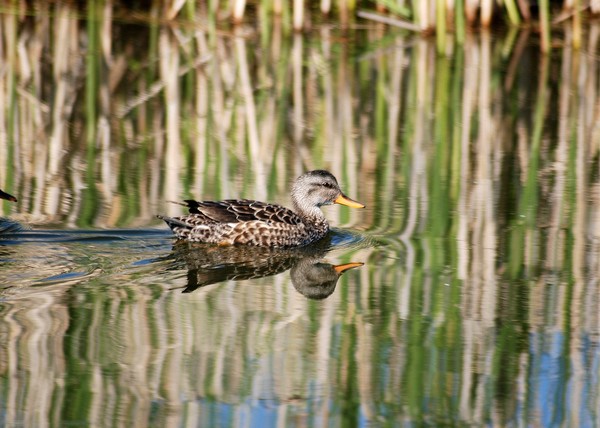 reflection
