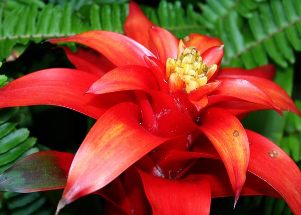 Red-orange Beauty