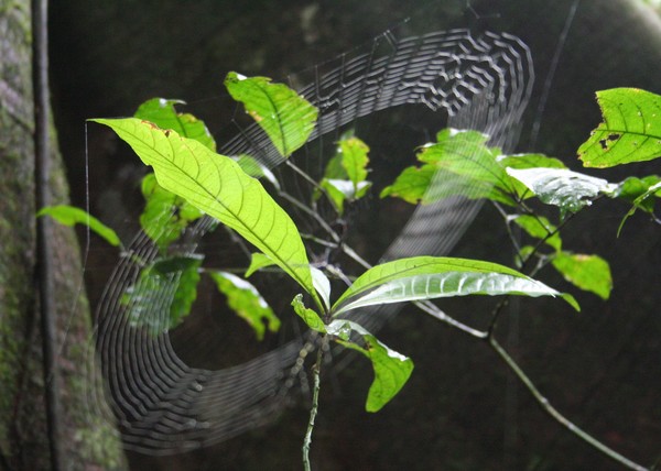 Web of the Orb Web Weaving Spider