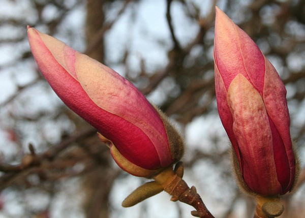 Beauty in Store: Magnolia Buds