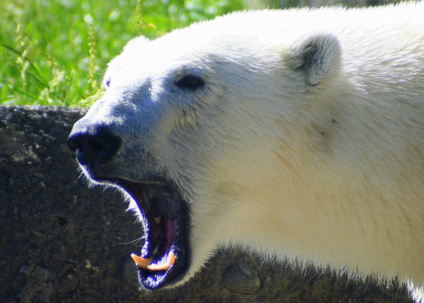 Let's Hear It for Polar Bears