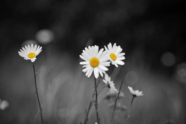 Three Daisies