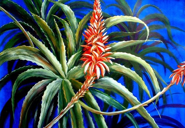 Aloe in Bloom
