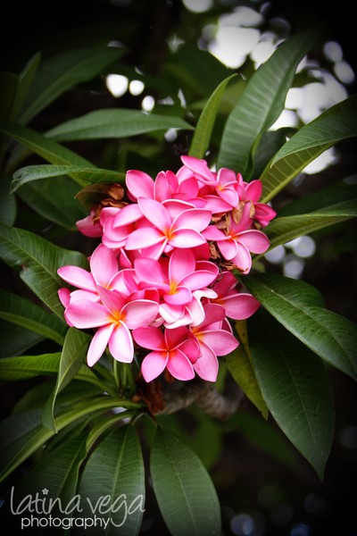 Plumeria