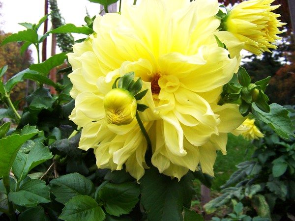 Flower 