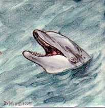Laughing Dolphin