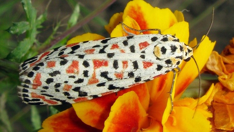 Butterfly003