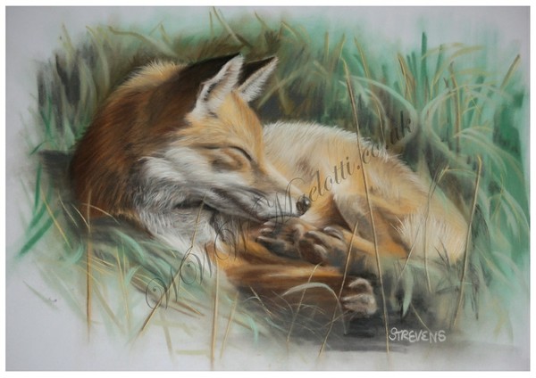 Pastel on velour of a fox in the sunshine