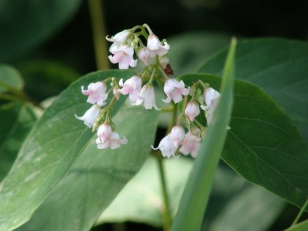 bell flowers
