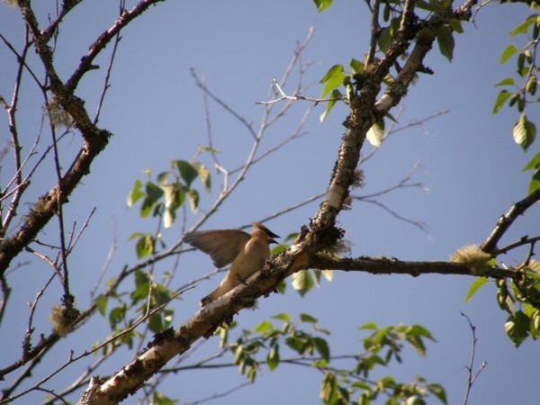 cedar waxwing