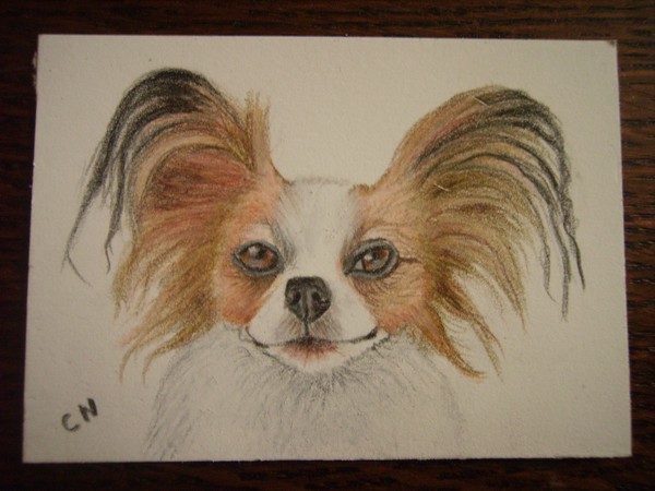 aceo orig cp papillon dog 