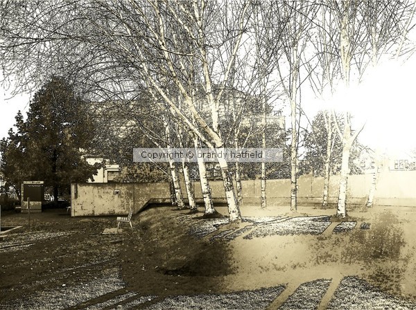 Trees -sepia