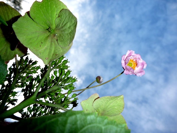Flowering Summer