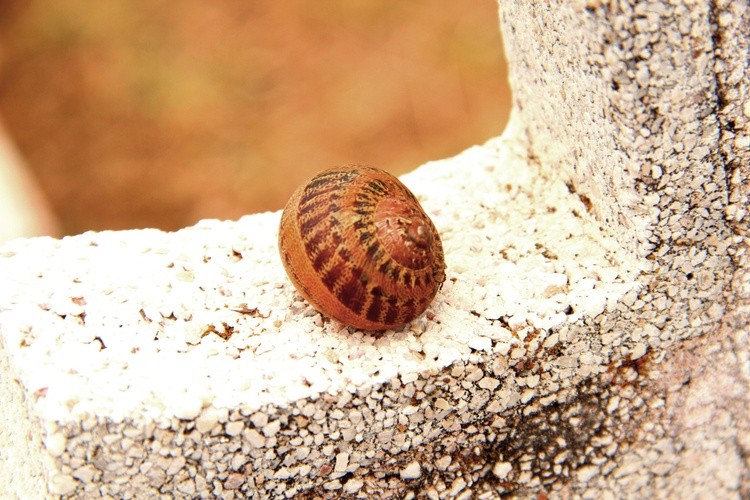 Texture Nature #02