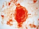 magma