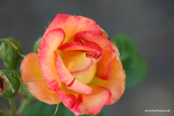 orange and yellow roses