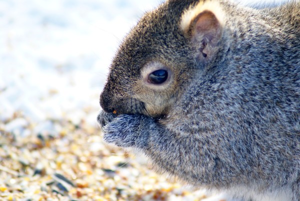 I Think This Squirrel Was Hungry