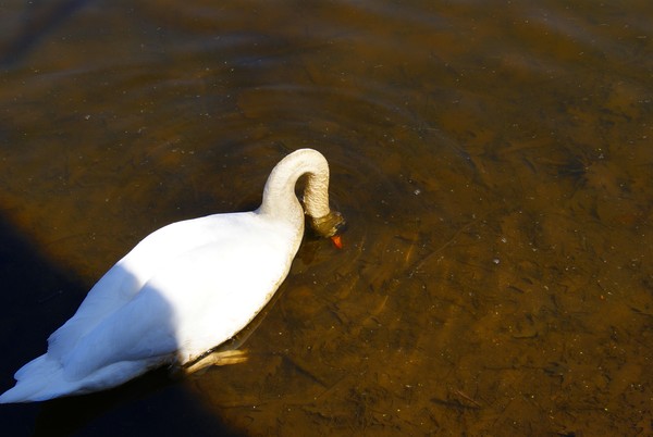 Feeding
