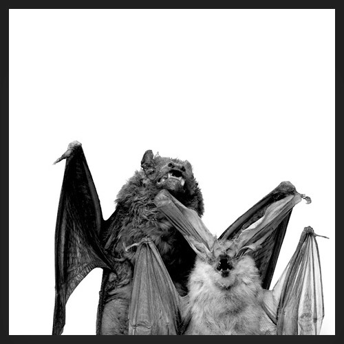 Bats