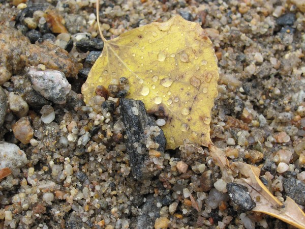 water on leaf