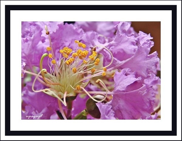 flower beauty