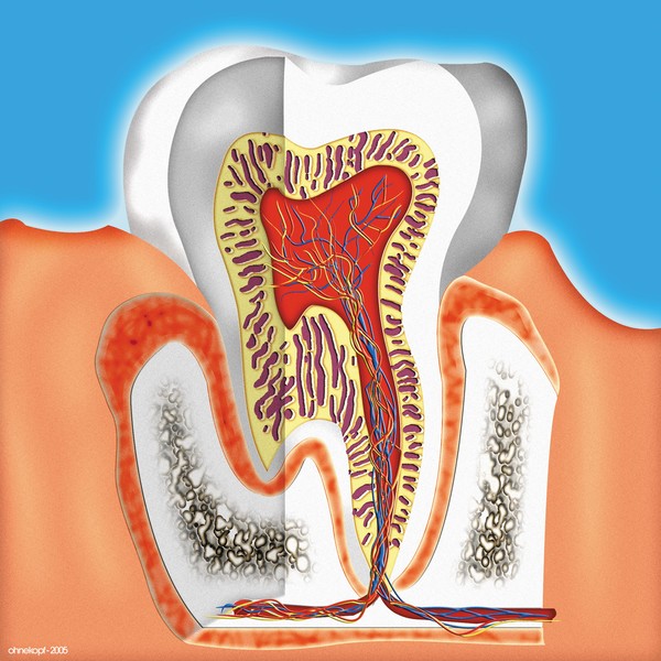 Tooth