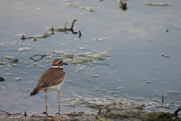 Killdeer