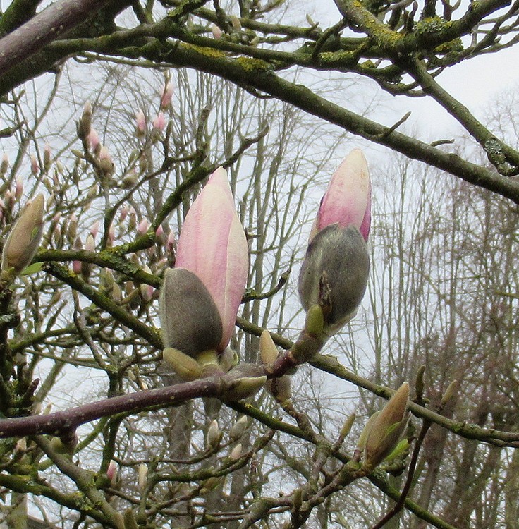 MAGNOLIA