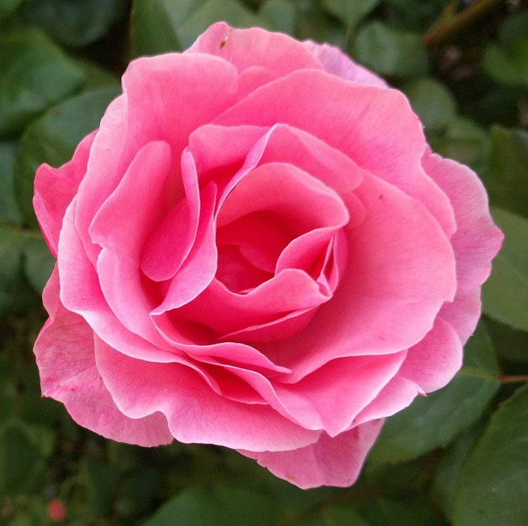 HAPPY FRENCH MOTHER'S DAY!