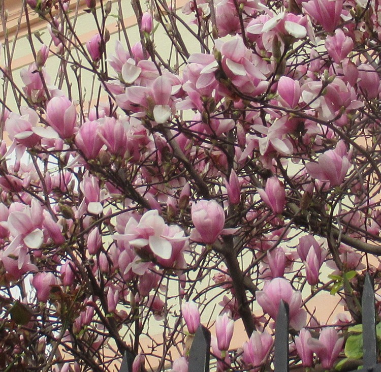 MAGNOLIAS FOR EVER
