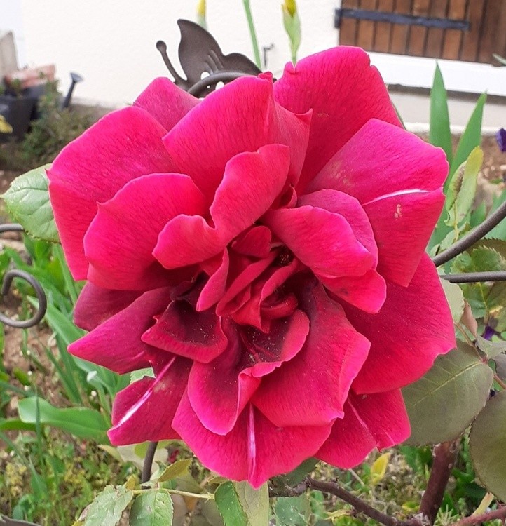 FIRST ROSE