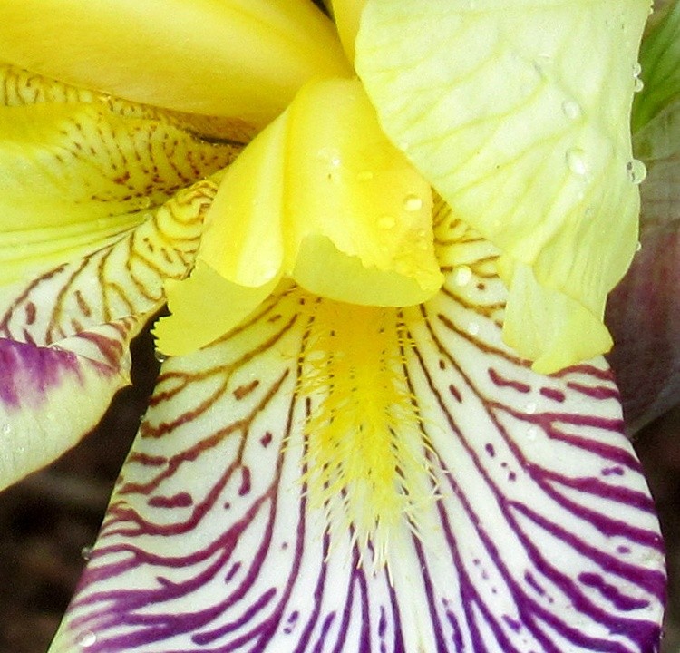IRIS 2
