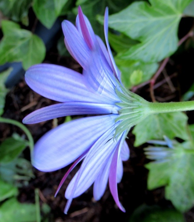 BLUE PROFILE