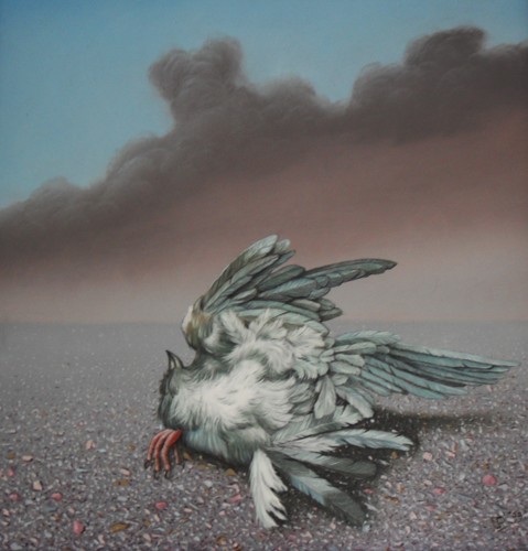 dead bird,seagull