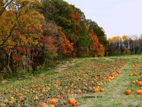 Pumpkin Patch Time