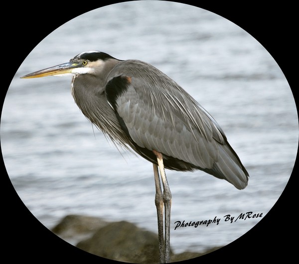 Blue Heron I was 3 feet away