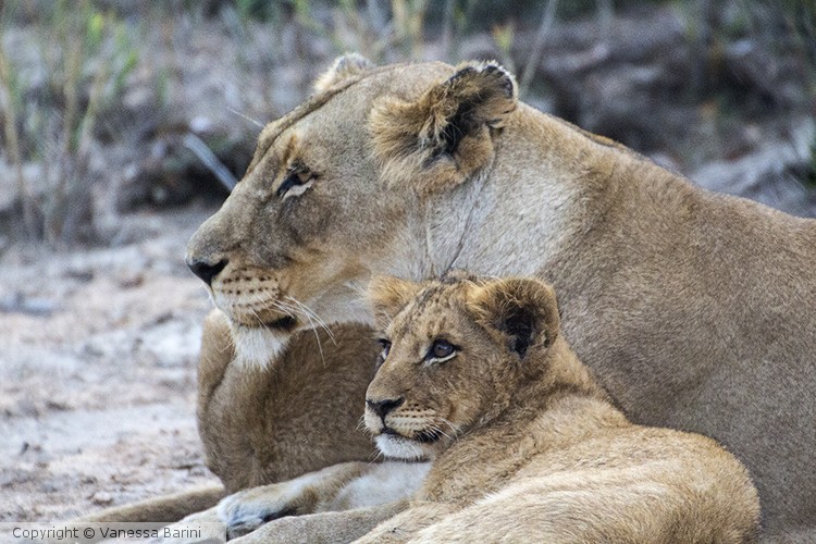 serie This is Africa/ Big cat 4