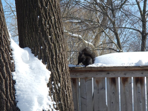 Snow Days