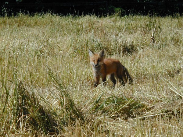 Hunting