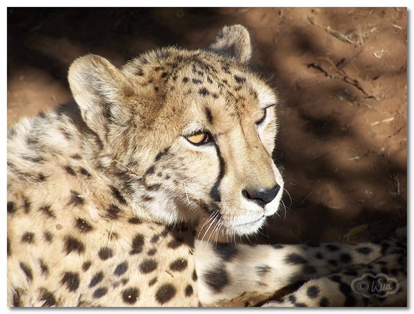 Cheetah 1