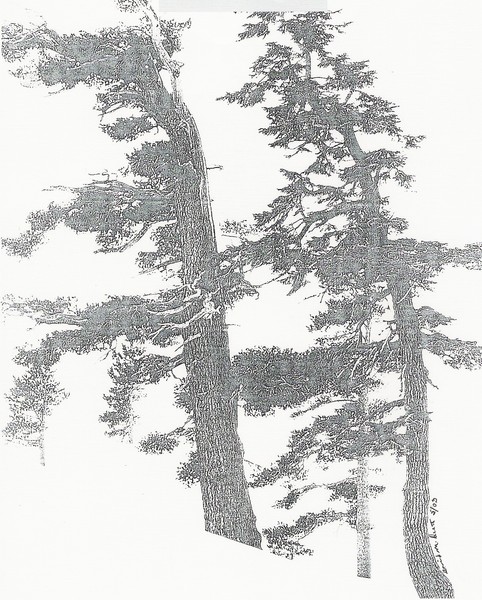My Mothers Love of Trees