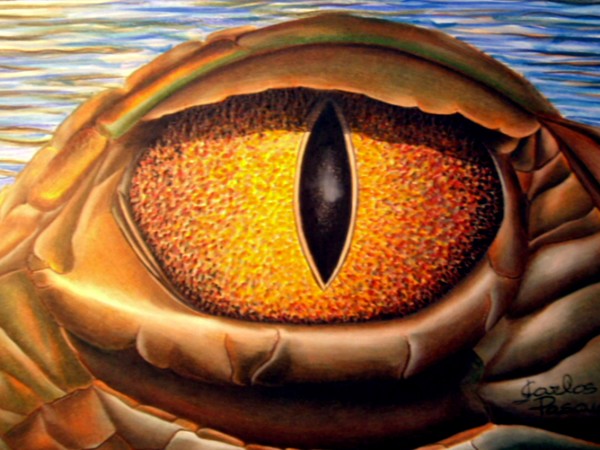 American crocodile's eye